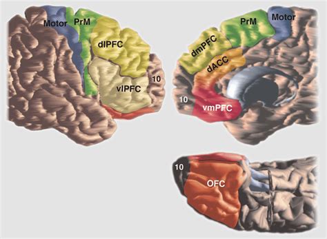 vmpfc brain